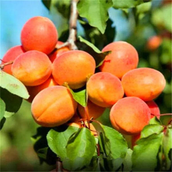Free shipping 5pcs/bag Perennial fruit tree bonsais apricot, farm bonsais Sell like hot cakes Easy to grow
Free shipping 5pcs/bag Perennial fruit tree bonsais apricot, farm bonsais Sell like hot cakes Easy to grow