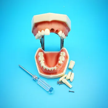 Dental Removable Standard Teeth Tooth Model with 28pcs teeth for Teaching Simulation Model
Dental Removable Standard Teeth Tooth Model with 28pcs teeth for Teaching Simulation Model