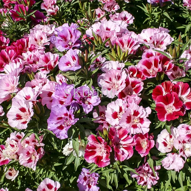 Late spring brocade bonsai ancient rare bonsai ornamental flower balcony garden flower 50pcs(gu dai xi)
Late spring brocade bonsai ancient rare bonsai ornamental flower balcony garden flower 50pcs(gu dai xi)