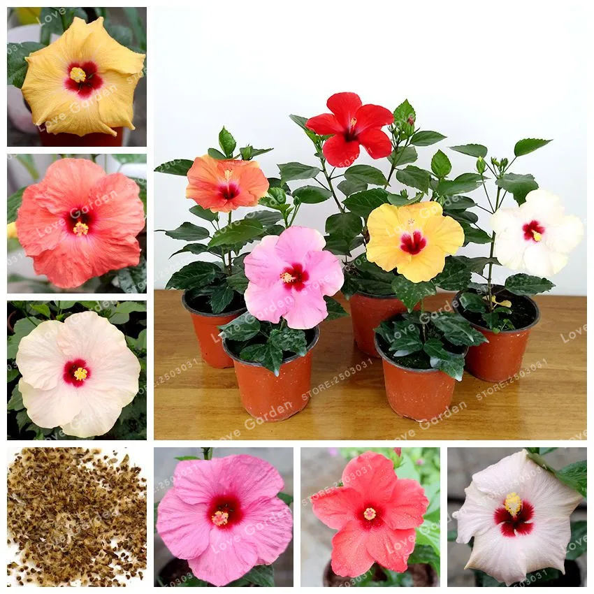 100 Pcs/Bag Hibiscus Flower plant Hibiscus Bonsai Flower Chinese Rose Bonsai MIX Colors To Choose Plant For Home Garden
100 Pcs/Bag Hibiscus Flower plant Hibiscus Bonsai Flower Chinese Rose Bonsai MIX Colors To Choose Plant For Home Garden