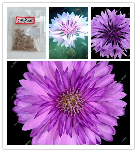 99pcs Rare 100% Genuine Conflower Beautiful Flower Bonsai Plants Perennial for Home Garden Courtyard
99pcs Rare 100% Genuine Conflower Beautiful Flower Bonsai Plants Perennial for Home Garden Courtyard