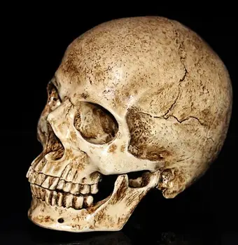 wholesale 19*11cm Mini gold skull Halloween head mannequin, resin skull, medical art, copying, drawing, sculpture ghost. M01008
wholesale 19*11cm Mini gold skull Halloween head mannequin, resin skull, medical art, copying, drawing, sculpture ghost. M01008