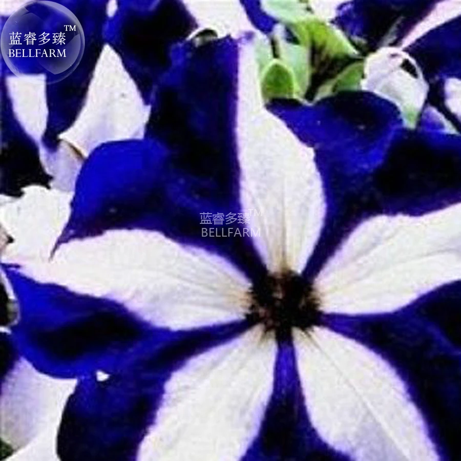 BELLFARM Petunia Heirloom SeedsHarvest by ourselves, 200 seeds, bonsai garden home hardy flowers all seasons planting