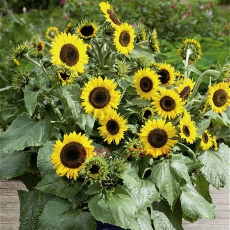 40pcs sunflower potted plants, easy to grow color beautiful and suitable for planting in the home courtyard.
40pcs sunflower potted plants, easy to grow color beautiful and suitable for planting in the home courtyard.