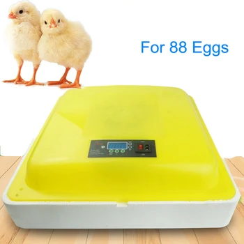 Thermostat for Incubator Egg Incubator Hatcher Incubator Display Temperature Humidity 88 Eggs
Thermostat for Incubator Egg Incubator Hatcher Incubator Display Temperature Humidity 88 Eggs