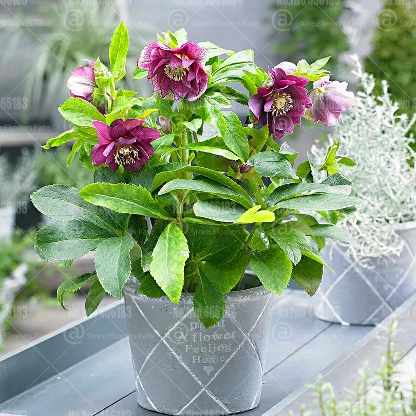 100pcs Helleborus niger bonsai flowers Christmas rose flower Cold-resistant plant christmas blossom for home garden potted plant
100pcs Helleborus niger bonsai flowers Christmas rose flower Cold-resistant plant christmas blossom for home garden potted plant