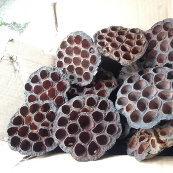 Natural Dried Lotus Flowers office decoration flower arrangement Home Party Decor Photo Prop Photography Shoots 
Natural Dried Lotus Flowers office decoration flower arrangement Home Party Decor Photo Prop Photography Shoots