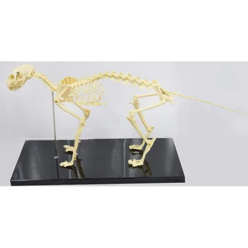Cat Feline Skeleton Anatomical Model Standard Size Teach Dispaly 
Cat Feline Skeleton Anatomical Model Standard Size Teach Dispaly