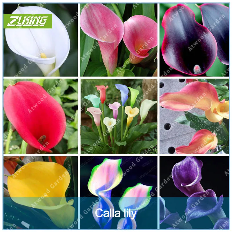ZLKING 2 Pcs Colorful Calla Lily Bulbs Ture Bulbs Rare Flowers Promotions Bonsai For Home Garden High Germination Rate
ZLKING 2 Pcs Colorful Calla Lily Bulbs Ture Bulbs Rare Flowers Promotions Bonsai For Home Garden High Germination Rate