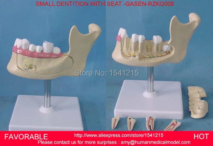MAGNIFY DENTAL TEETH MODEL ORAL CARE TOOTHBRUSHING MODEL,ORAL DENTAL TEACHING MODELSMALL DENTITION WITH SEAT -GASEN-RZKQ008
MAGNIFY DENTAL TEETH MODEL ORAL CARE TOOTHBRUSHING MODEL,ORAL DENTAL TEACHING MODELSMALL DENTITION WITH SEAT -GASEN-RZKQ008