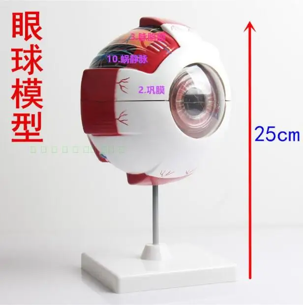 Human eye anatomy model eye anatomy model eye anatomy department ophthalmology teaching model
Human eye anatomy model eye anatomy model eye anatomy department ophthalmology teaching model