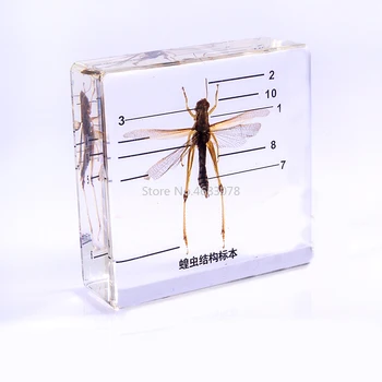 Brand New Locust specimen In clear Lucite Educational Explore Instrument 7.5x7.5x2.4cm
Brand New Locust specimen In clear Lucite Educational Explore Instrument 7.5x7.5x2.4cm
