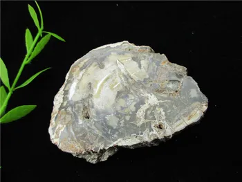 Natural Wood Root Fossil Crystal Stone Rock Stone Healing Rock Gemstone Specimen Mineral Gem
Natural Wood Root Fossil Crystal Stone Rock Stone Healing Rock Gemstone Specimen Mineral Gem