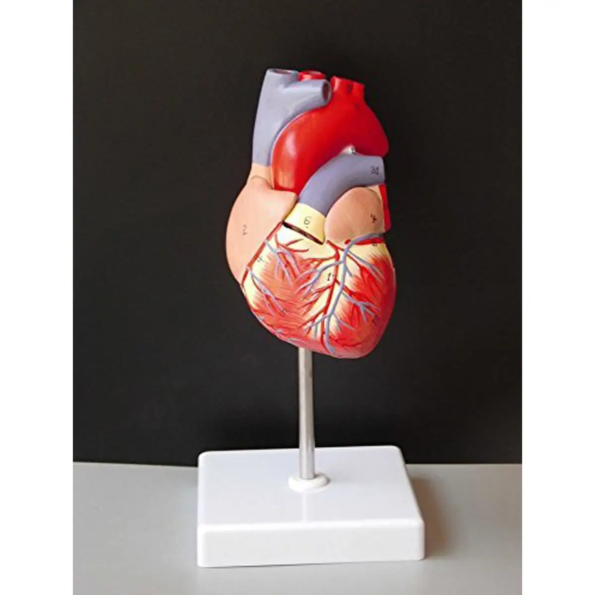 Human Heart Anatomical Anatomy Teaching Model Viscera Medical Organ Model Emulational + Stand Medical Science Teaching Resources
Human Heart Anatomical Anatomy Teaching Model Viscera Medical Organ Model Emulational + Stand Medical Science Teaching Resources