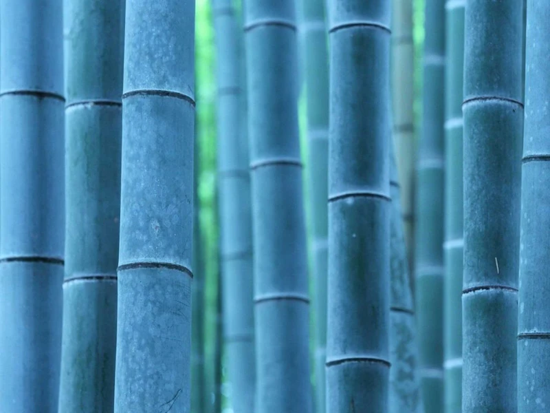 50pcs/bag blue bamboo plants,bamboo plants,moso bamboo plants,phyllostachys nature stem plant, DIY for home & garden
50pcs/bag blue bamboo plants,bamboo plants,moso bamboo plants,phyllostachys nature stem plant, DIY for home & garden