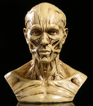 Top Grade ResiHalloween skeleton skull Body Halloween skull bones life size Skull Haunted House Escape horror props Decorations
Top Grade ResiHalloween skeleton skull Body Halloween skull bones life size Skull Haunted House Escape horror props Decorations