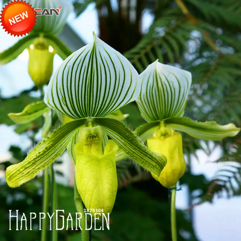 Big Sale!18 Color Varieties Cypripedium garden Bonsai plant Flowers Paphiopedilum Orchid Flower flores 50 Pcs/Bag,#GGLOPN
Big Sale!18 Color Varieties Cypripedium garden Bonsai plant Flowers Paphiopedilum Orchid Flower flores 50 Pcs/Bag,#GGLOPN