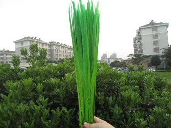 Wholesale 50 PCS / lot of beautiful green chicken tail feathers 50 to 55 cm 20-22 inches celebration decoration 
Wholesale 50 PCS / lot of beautiful green chicken tail feathers 50 to 55 cm 20-22 inches celebration decoration