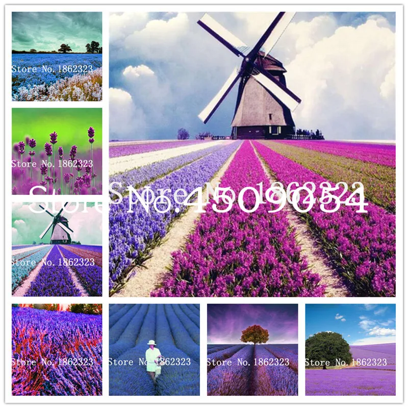 Sale! 200 pcs Lavender bonsai herb Bonsais Planta garden balcony pot Four Seasons flower bonsai For Indoor Plants Christmas Gift
Sale! 200 pcs Lavender bonsai herb Bonsais Planta garden balcony pot Four Seasons flower bonsai For Indoor Plants Christmas Gift