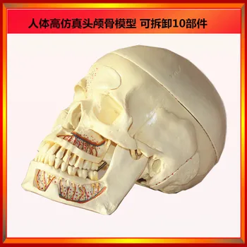 1:1 Life Size Humans Skull Model Ten Components Decomposition Skull Model Human Size of Anatomic Dental Skull Model for Teaching
1:1 Life Size Humans Skull Model Ten Components Decomposition Skull Model Human Size of Anatomic Dental Skull Model for Teaching