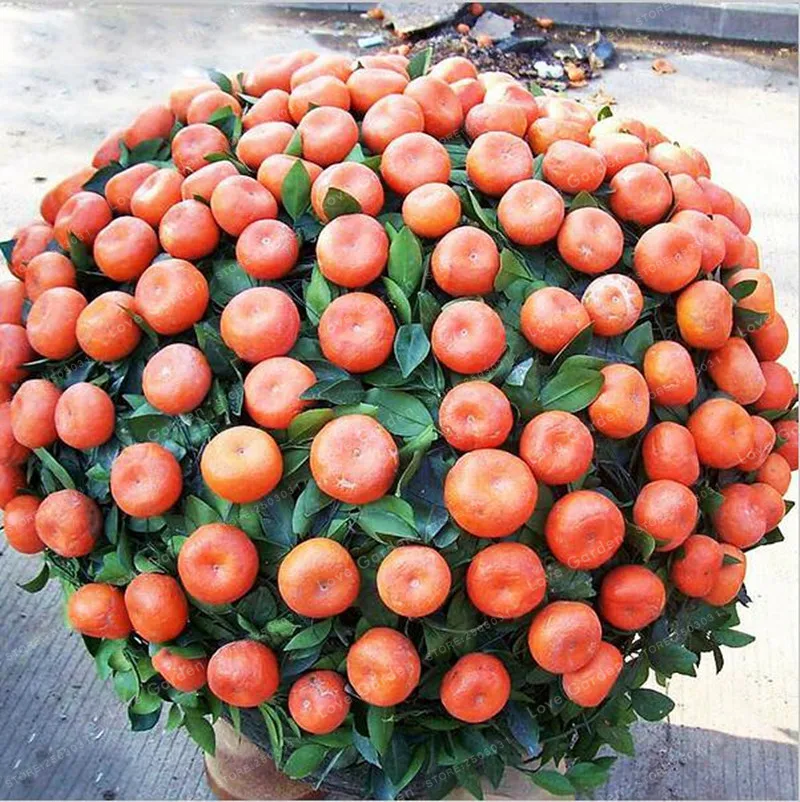 30 Pcs Citrus Orange Bonsai Dwarf Bonsai Mandarin Orange Bonsai Edible Sweet Citrus Fruit Tree For Home Garden Fruit Plant
30 Pcs Citrus Orange Bonsai Dwarf Bonsai Mandarin Orange Bonsai Edible Sweet Citrus Fruit Tree For Home Garden Fruit Plant