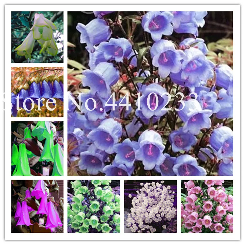 100 Pcs Mixed Bell Orchid Bonsai, Rare Annual Campanula Flowers Potted Seedssplants Convallaria Diy Home Garden Plantas
100 Pcs Mixed Bell Orchid Bonsai, Rare Annual Campanula Flowers Potted Seedssplants Convallaria Diy Home Garden Plantas