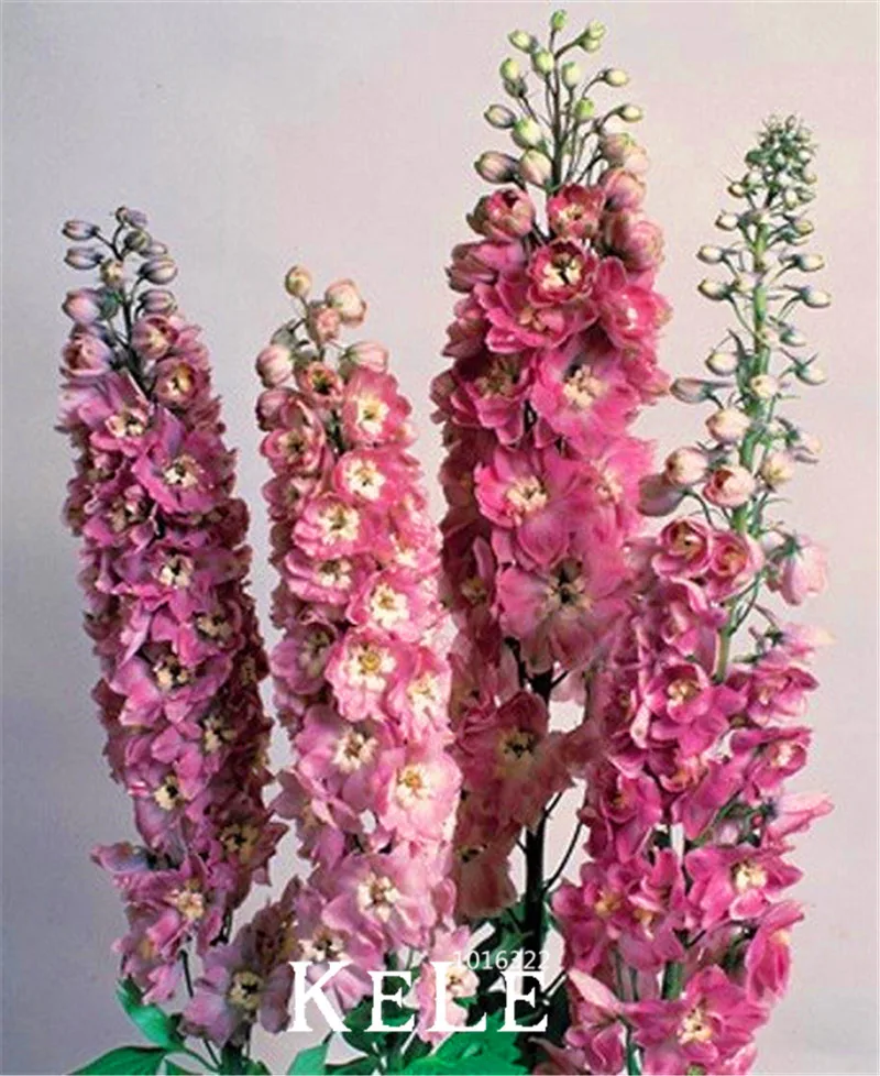 Time-Limit!!100pcs melissa original flores bee flower plantas 2 colors avaible bonsai plant plante flowers for room home garden,
Time-Limit!!100pcs melissa original flores bee flower plantas 2 colors avaible bonsai plant plante flowers for room home garden,
