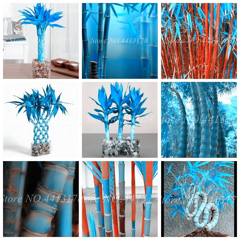 40 Pcs Blue Bamboo Phyllostachys Pubescens Rare Giant Bamboo Bonsai Bambusa Lako Tree Plant For Home Garden Plant Easy to Grow
40 Pcs Blue Bamboo Phyllostachys Pubescens Rare Giant Bamboo Bonsai Bambusa Lako Tree Plant For Home Garden Plant Easy to Grow