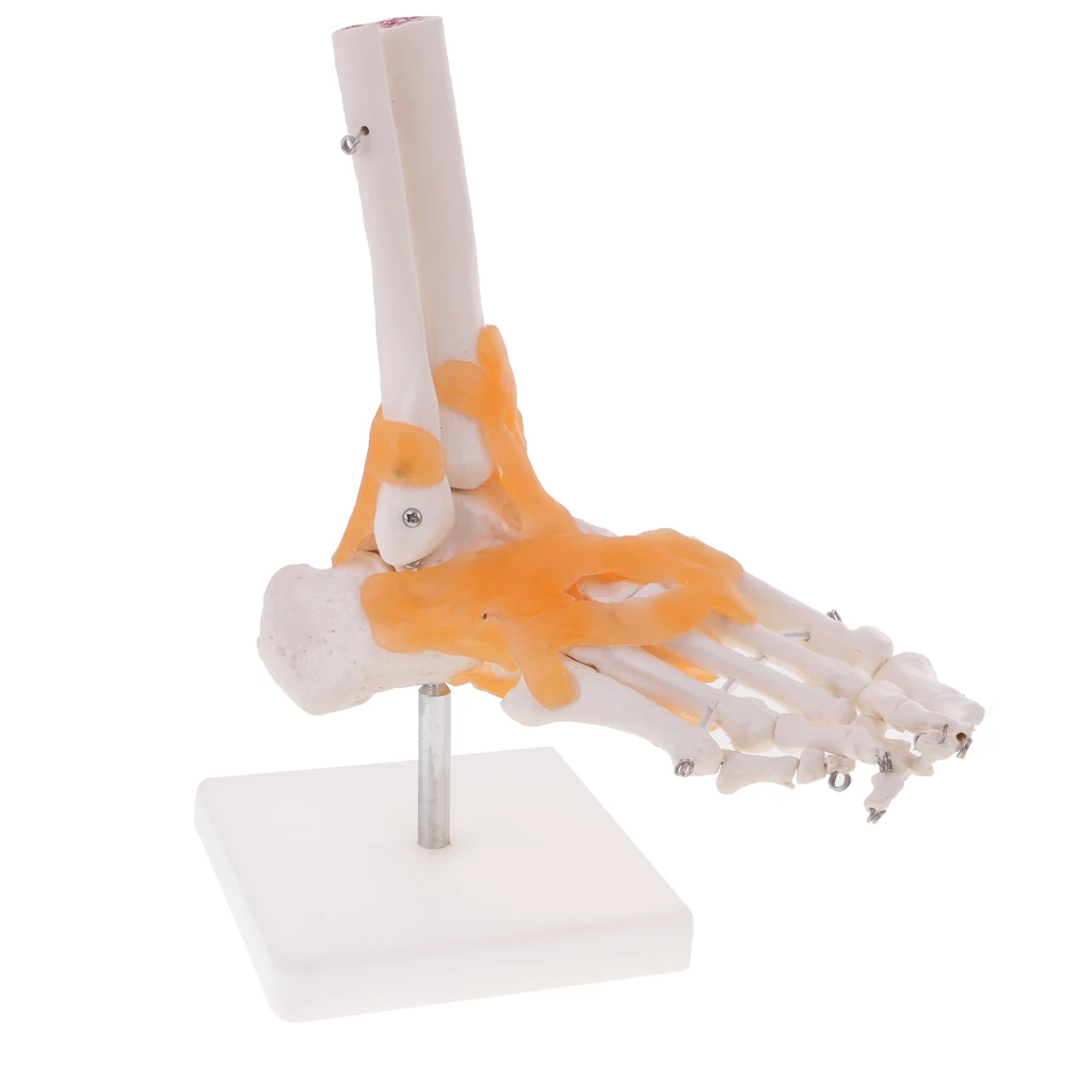 1:1 Lifesize Human-skeleton Foot Ankle Bone Joint Model with Ligament Base for Teaching Study Tool Lab Equipment
1:1 Lifesize Human-skeleton Foot Ankle Bone Joint Model with Ligament Base for Teaching Study Tool Lab Equipment