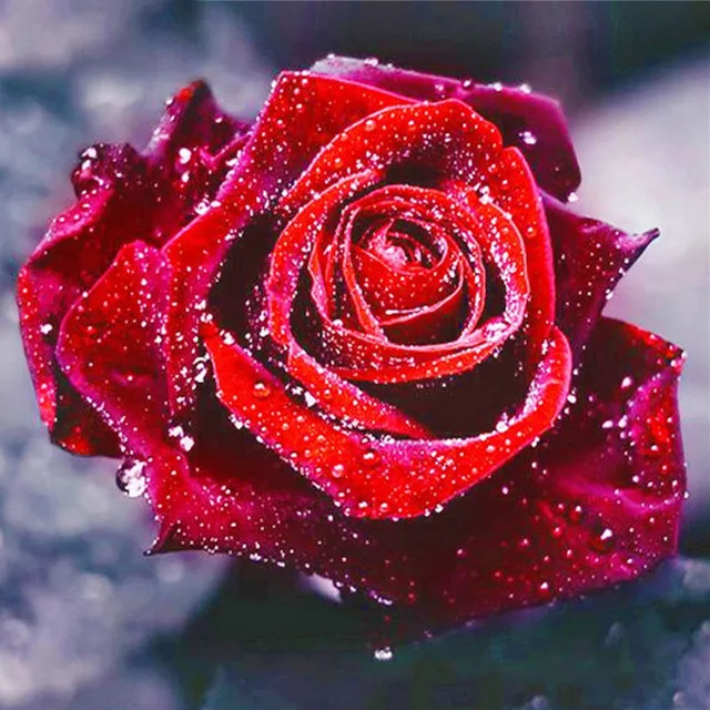 Fezrgea DIY 5D Full Diamonds Red Rose Flowers Round Diamond Painting Cross Stitch Diamond Mosaic Valentine's Gift Home Decor
Fezrgea DIY 5D Full Diamonds Red Rose Flowers Round Diamond Painting Cross Stitch Diamond Mosaic Valentine's Gift Home Decor