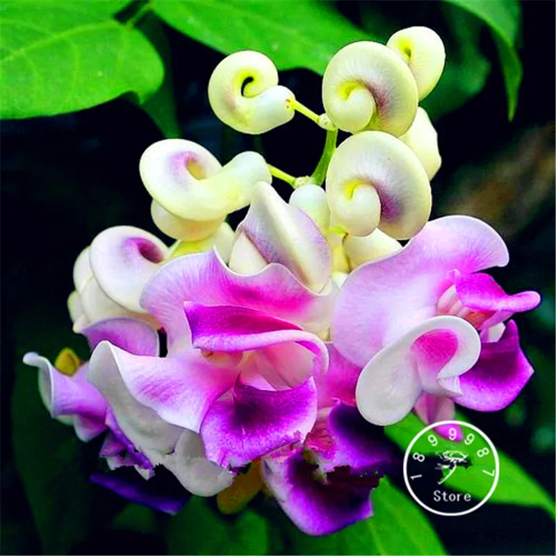 Best-Selling! 20 Pieces/Bag Rare Japanese snail vine flores bonsai DIY home garden plants pot flowers plantas Wisteria
Best-Selling! 20 Pieces/Bag Rare Japanese snail vine flores bonsai DIY home garden plants pot flowers plantas Wisteria