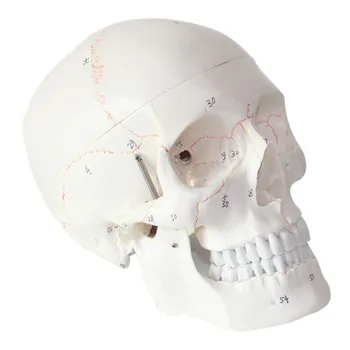 1:1 Life Size 3-parts Numbered with Sutures Humans Anatomy Skeleton Dental Anatomical Brain Anatomia Exploded Skull Model
1:1 Life Size 3-parts Numbered with Sutures Humans Anatomy Skeleton Dental Anatomical Brain Anatomia Exploded Skull Model