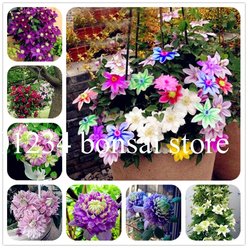 Hot Selling 100 pcs Rare Mix Beautiful Clematis Bonsai Flower Diy Perennial Flowers Climbing Clematis Plants For Home Garden
Hot Selling 100 pcs Rare Mix Beautiful Clematis Bonsai Flower Diy Perennial Flowers Climbing Clematis Plants For Home Garden