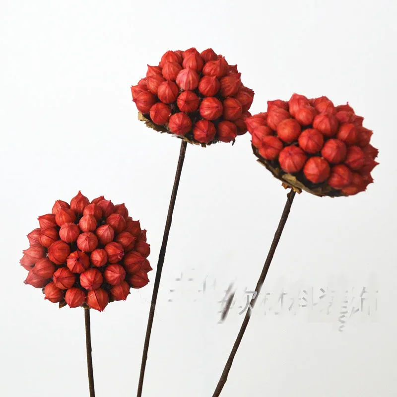 2PCS Natural Dried Flower Branch,Craft Jequirity, Artifical Flower for Wedding Home Autumn Decoration ,DIY Flores Secas Rose
2PCS Natural Dried Flower Branch,Craft Jequirity, Artifical Flower for Wedding Home Autumn Decoration ,DIY Flores Secas Rose