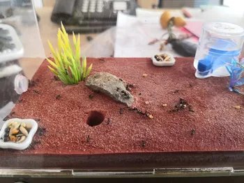 1PCS Ant Nest Ant Workshop Acrylic Plaster Nest Bubble Concrete Nest New Edition Empire L ant farm
1PCS Ant Nest Ant Workshop Acrylic Plaster Nest Bubble Concrete Nest New Edition Empire L ant farm