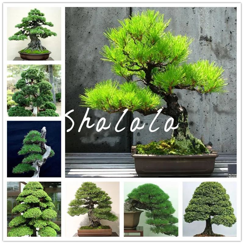 50 Pcs Japanese White Pine Pinus Parviflora Tree Bonsai Evergreen DIY Home Garden Indoor Plants Radiation Protection Bonsai
50 Pcs Japanese White Pine Pinus Parviflora Tree Bonsai Evergreen DIY Home Garden Indoor Plants Radiation Protection Bonsai