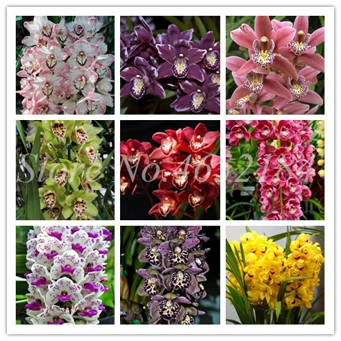 Big Sale!100 pcs Rare Cymbidium Orchid Plants African Cymbidiums Plantas,Phalaenopsis Bonsai Flower Plant for Home Garden Pot
Big Sale!100 pcs Rare Cymbidium Orchid Plants African Cymbidiums Plantas,Phalaenopsis Bonsai Flower Plant for Home Garden Pot