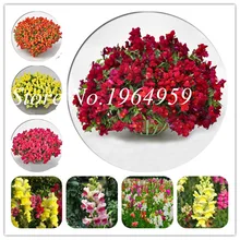 Bonsai 100 Pcs Mixed Antirrhinum Snapdragon Bonsai Jardin Fragrant Dwarf Potted Flower Bonsai Diy Home Garden Bonsai Plants(China)