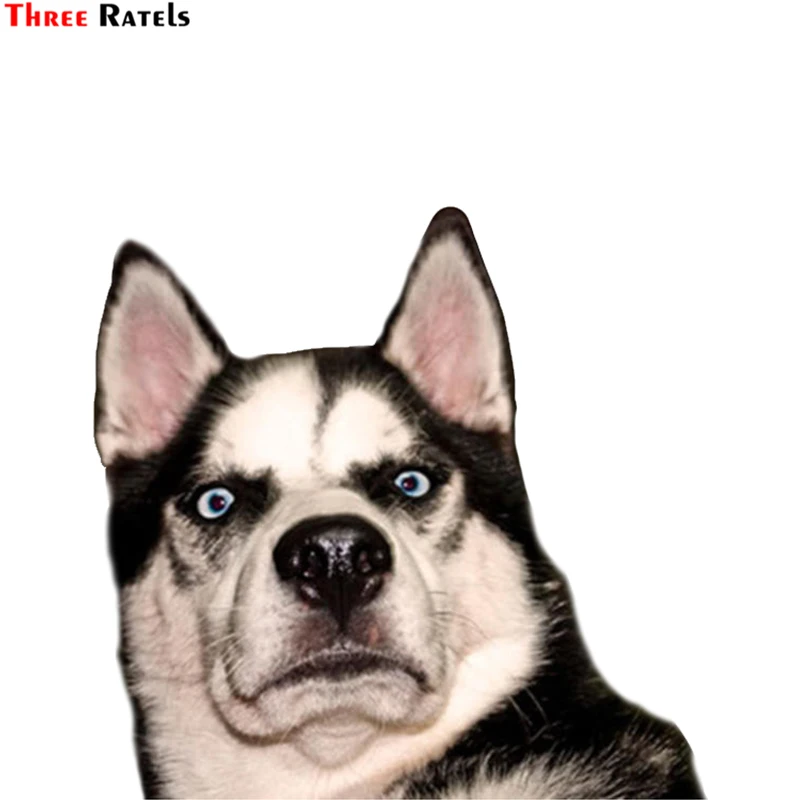 Three Ratels LCS435# 14x13.5cm Surprised husky car stickers funny car stickers styling removable decal
Three Ratels LCS435# 14x13.5cm Surprised husky car stickers funny car stickers styling removable decal