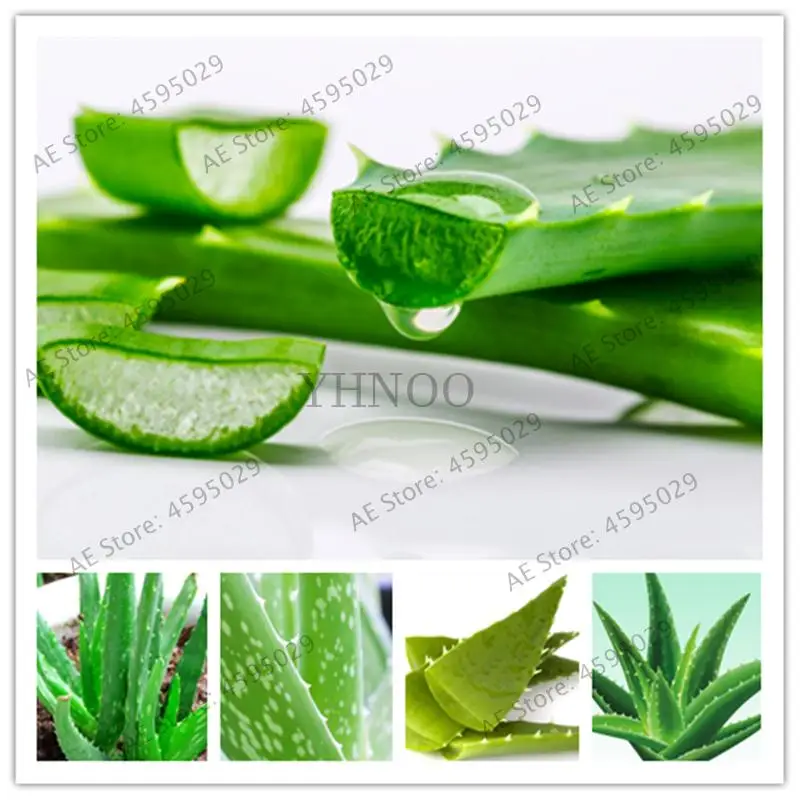 500 Aloe Bonsai Succulent Plants Bonsai Rare Herbs Aloe Vera Queen Beauty Cosmetics Bonsai DIY For Home Garden Potted
500 Aloe Bonsai Succulent Plants Bonsai Rare Herbs Aloe Vera Queen Beauty Cosmetics Bonsai DIY For Home Garden Potted