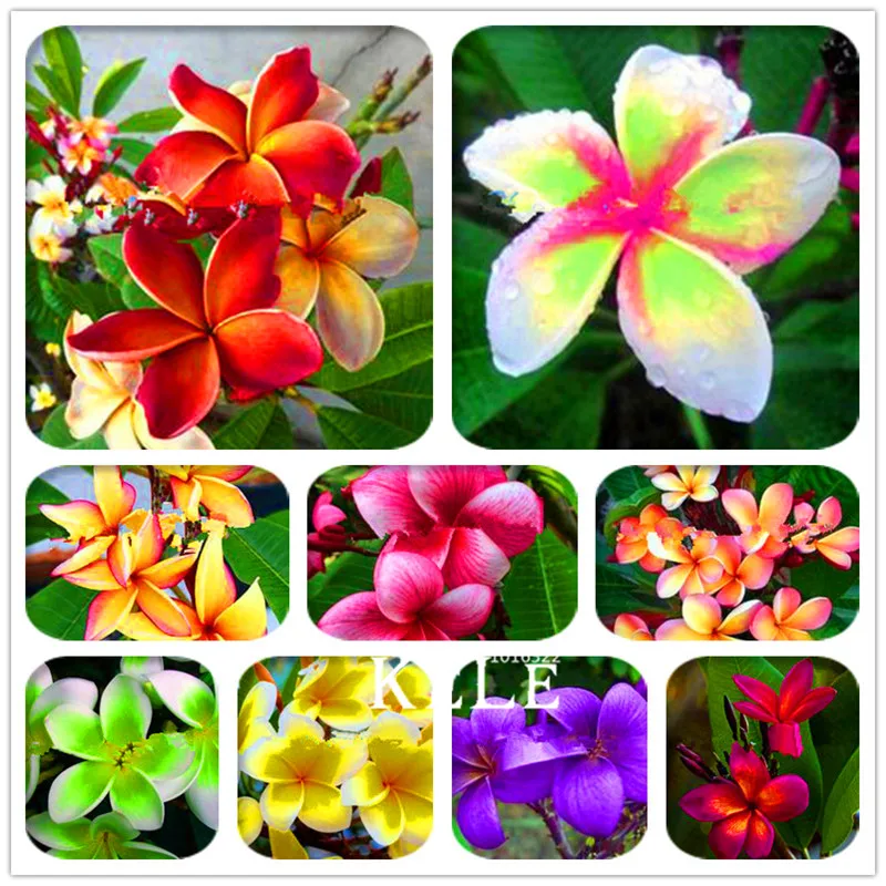 Big Promotion! 100 Pcs/Lot Japanese style Plumeria plant potted bonsai DIY home garden
Big Promotion! 100 Pcs/Lot Japanese style Plumeria plant potted bonsai DIY home garden
