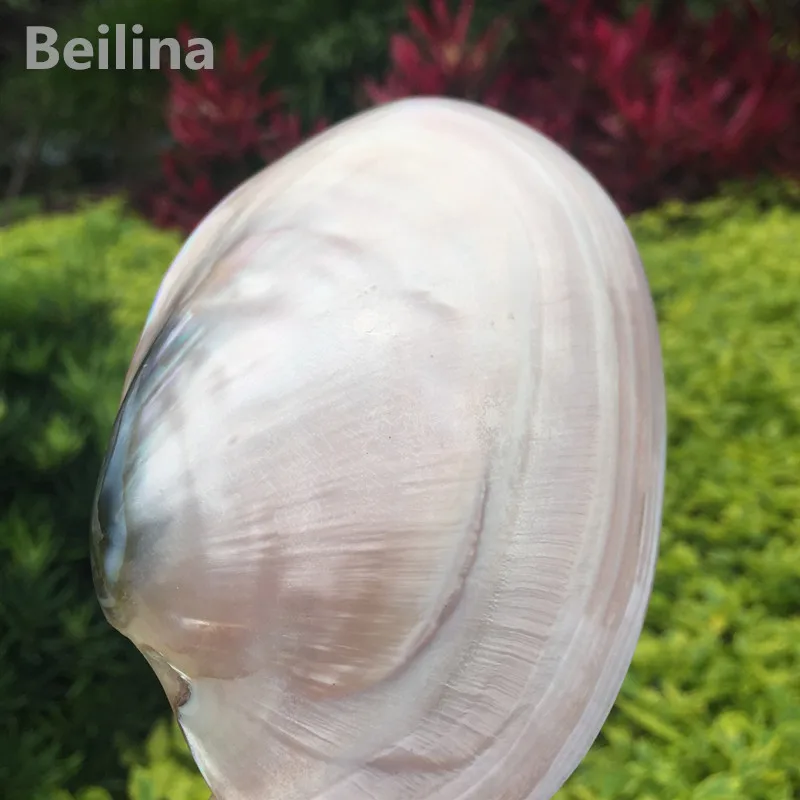 American pink abalone shell Natural craft Conch Home Decoration Aquarium Landscaping Wedding Landscape Decoraition 1lot(2pcs)
American pink abalone shell Natural craft Conch Home Decoration Aquarium Landscaping Wedding Landscape Decoraition 1lot(2pcs)