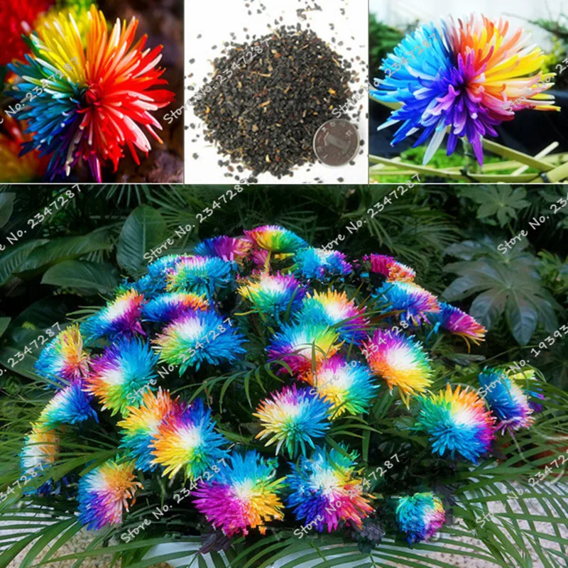 Free Shipping 50 Rainbow Chrysanthemum Flower Bonsai rare color new arrival DIY Home Garden flower plant
Free Shipping 50 Rainbow Chrysanthemum Flower Bonsai rare color new arrival DIY Home Garden flower plant