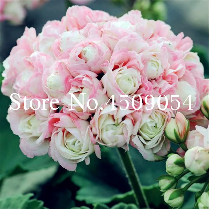 Hot Sale! 100Pcs Geranium Bonsai Seedsflower Perennial Flower Pelargonium Peltatum Seedsplants Potted Geranium for Home Garden
Hot Sale! 100Pcs Geranium Bonsai Seedsflower Perennial Flower Pelargonium Peltatum Seedsplants Potted Geranium for Home Garden