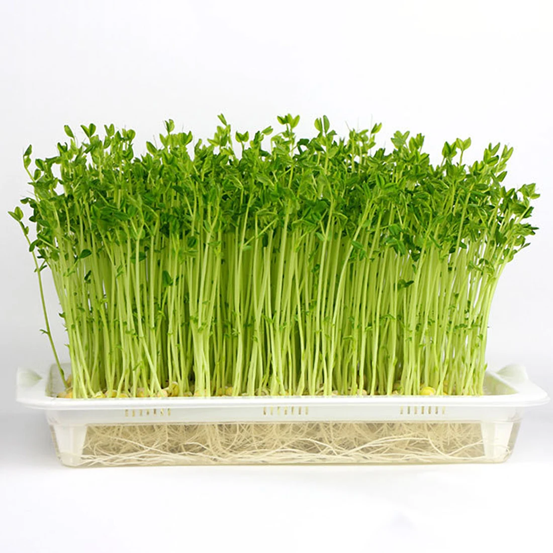 VICTMAX Hot Sprouter Plate Balcony Vegetable Double-layer Nursery Pots Seedling Gemination Tray Hydroponics Basket Dropshipping
VICTMAX Hot Sprouter Plate Balcony Vegetable Double-layer Nursery Pots Seedling Gemination Tray Hydroponics Basket Dropshipping