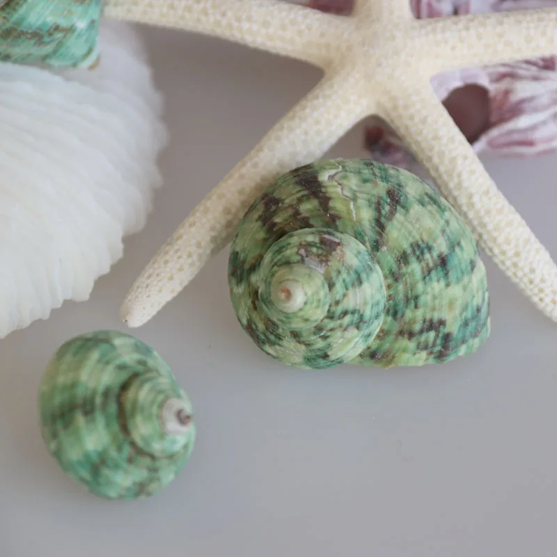 Free Shipping(20pcs/lot)Small Green Snail Natural Shell & Conch Home Decoration Aquarium Landscaping Shell Ornaments
Free Shipping(20pcs/lot)Small Green Snail Natural Shell & Conch Home Decoration Aquarium Landscaping Shell Ornaments