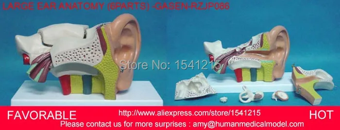 ANATOMY MEDICAL MODEL, ANATOMICAL MODEL,AURICLE,HUMAN ORGANS MODEL LARGE EAR ANATOMY,EAR ANATOMICAL MODEL, -GASEN-RZJP086
ANATOMY MEDICAL MODEL, ANATOMICAL MODEL,AURICLE,HUMAN ORGANS MODEL LARGE EAR ANATOMY,EAR ANATOMICAL MODEL, -GASEN-RZJP086
