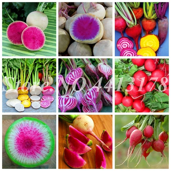 100 pcs/ bag Bonsai Beetroot Organic Delicious Juicy Vegetables Outdoor Potted Home Garden Plant Easy to Grow Free Shipping
100 pcs/ bag Bonsai Beetroot Organic Delicious Juicy Vegetables Outdoor Potted Home Garden Plant Easy to Grow Free Shipping
