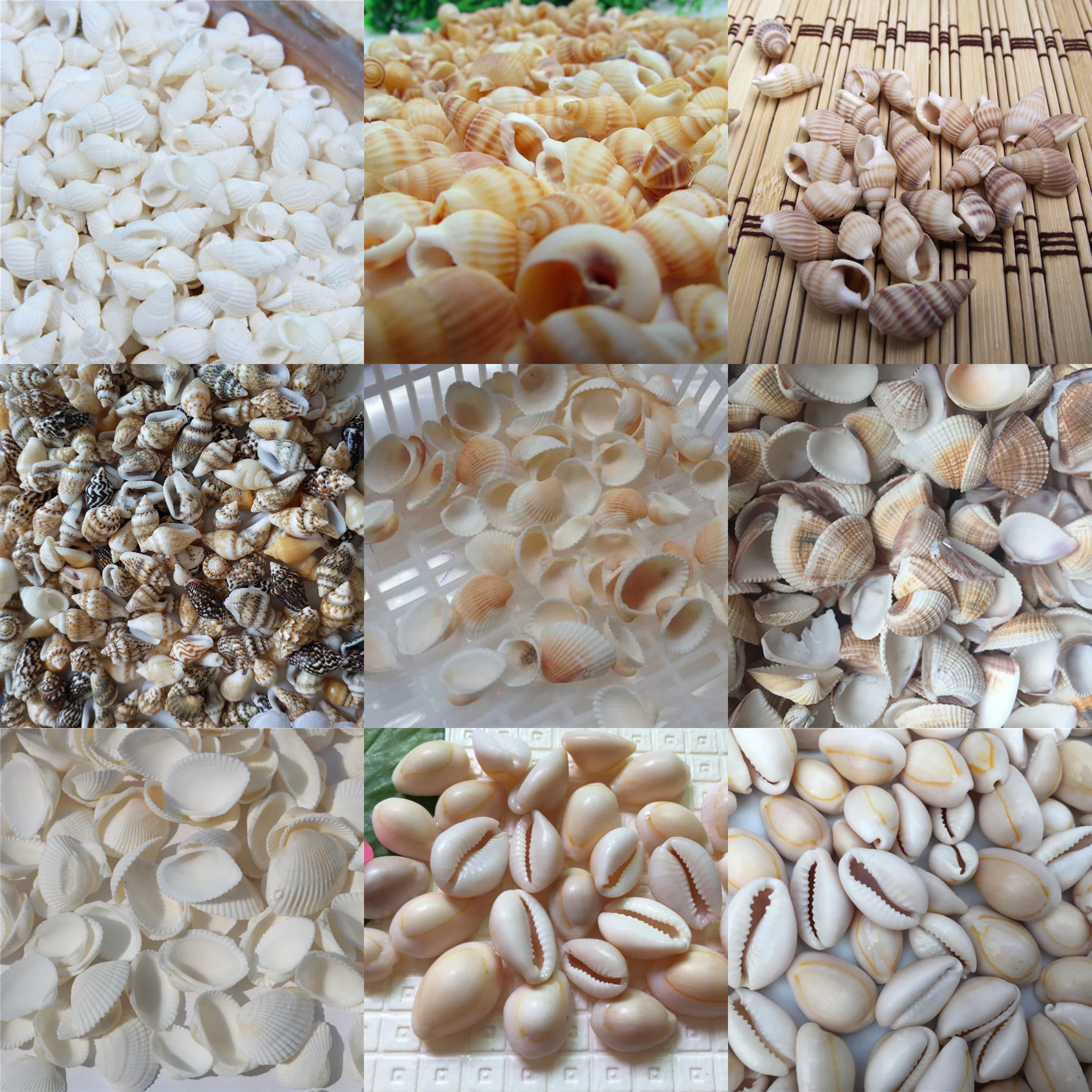 50pcs\100PCS Conch Home toysDecoration Material Natural Craft Seashell Aquarium Fish Tank Landscape home decoration DIY
50pcs\100PCS Conch Home toysDecoration Material Natural Craft Seashell Aquarium Fish Tank Landscape home decoration DIY