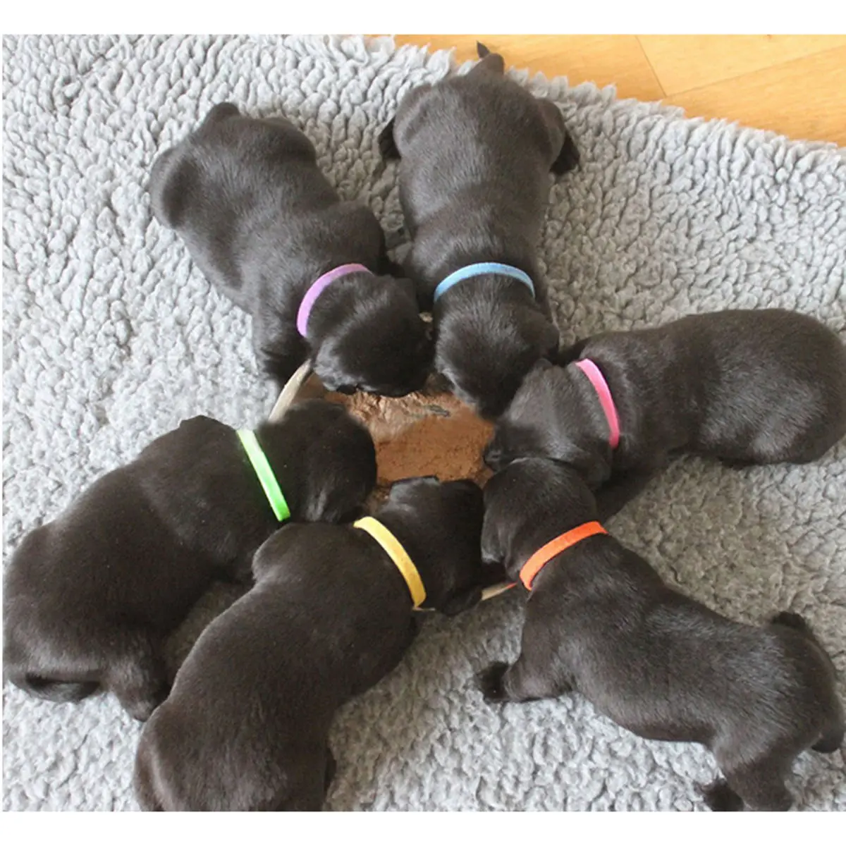 12pcs/ Lot Identification Whelping ID Tags Collars Puppy Kitten Pet Dog Cats Nylon Leads Dog Collar
12pcs/ Lot Identification Whelping ID Tags Collars Puppy Kitten Pet Dog Cats Nylon Leads Dog Collar